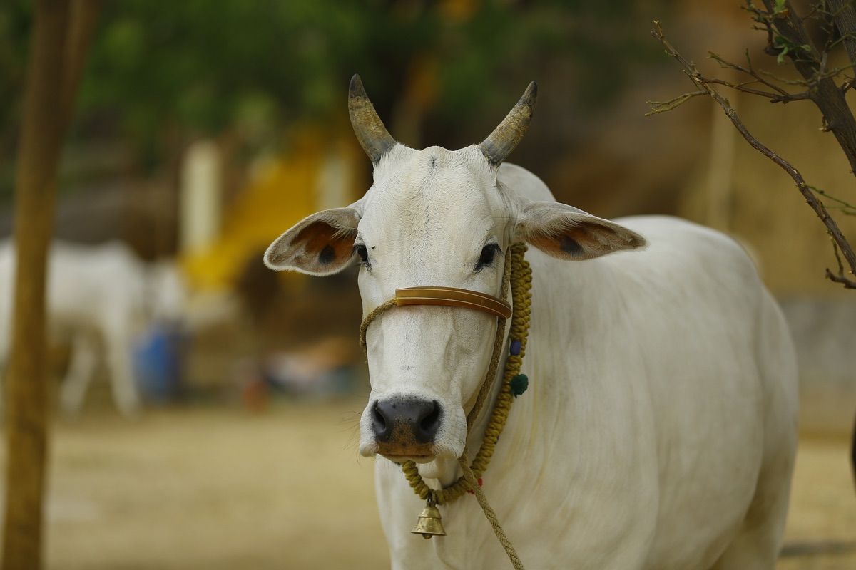 Indian Cow 